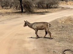 Kobus ellipsiprymnus