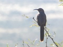 Toxostoma crissale