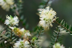 Melaleuca squarrosa