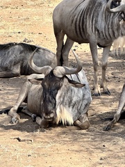 Connochaetes taurinus albojubatus