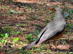 Turdus libonyana peripheris