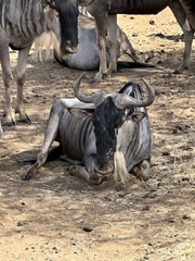 Connochaetes taurinus albojubatus