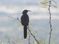 Toxostoma crissale