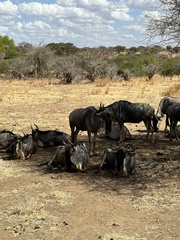 Connochaetes taurinus albojubatus