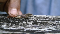 Sphaerodactylus millepunctatus