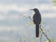 Toxostoma crissale