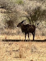 Tragelaphus oryx pattersonianus