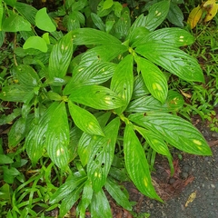 Columnea consanguinea