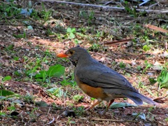 Turdus libonyana peripheris