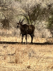 Tragelaphus oryx pattersonianus