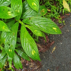 Columnea consanguinea