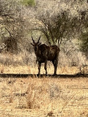 Tragelaphus oryx pattersonianus