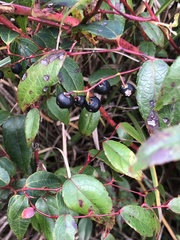 Gaultheria leucocarpa