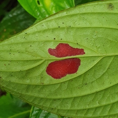 Columnea consanguinea