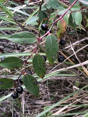 Gaultheria leucocarpa