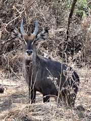 Kobus ellipsiprymnus
