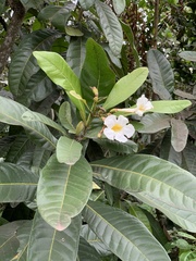 Tabebuia cassinoides