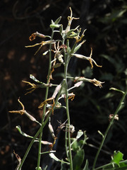 Lyrocarpa coulteri
