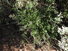 Lyrocarpa coulteri