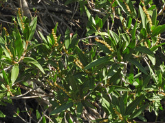 Pleradenophora bilocularis