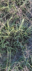 Pentzia incana