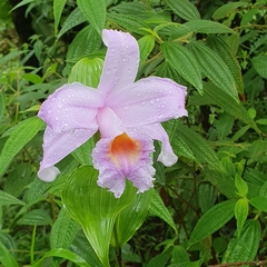 Sobralia