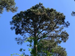 Pinus echinata