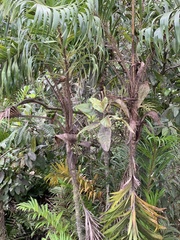 Bactris setosa