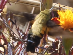 Macroglossum bombylans