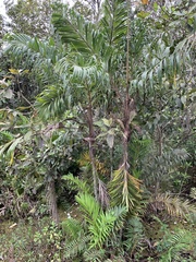 Bactris setosa