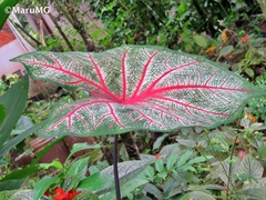Caladium bicolor