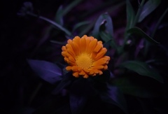 Calendula
