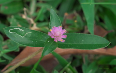 Gomphrena globosa