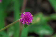Gomphrena globosa