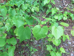 Vitis amurensis