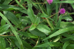 Gomphrena globosa
