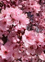 Prunus serrulata