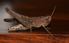 Eyprepocnemidinae