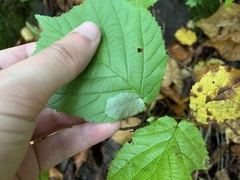 Phyllonorycter coryli