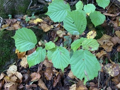 Phyllonorycter coryli
