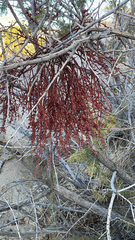 Phoradendron californicum