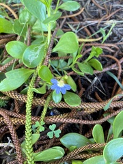 Scaevola calendulacea