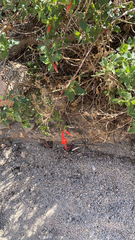 Epilobium canum