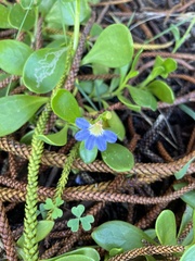Scaevola calendulacea