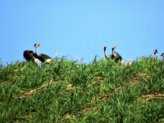 Balearica regulorum regulorum