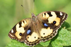 Junonia hierta