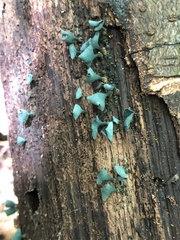 Chlorociboria