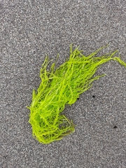 Ulva intestinalis