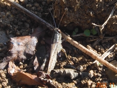 Shirakiacris shirakii