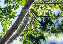 Pachyramphus aglaiae